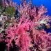 coral_soft_arch_v_0705_png1034.jpg